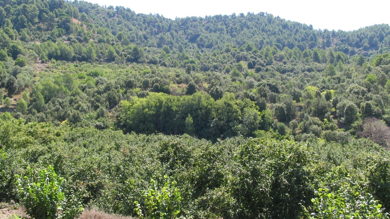 Photo of Outdoor in L'Aleixar