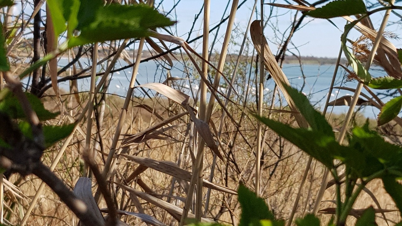 Photo of Others in Port Ariane
