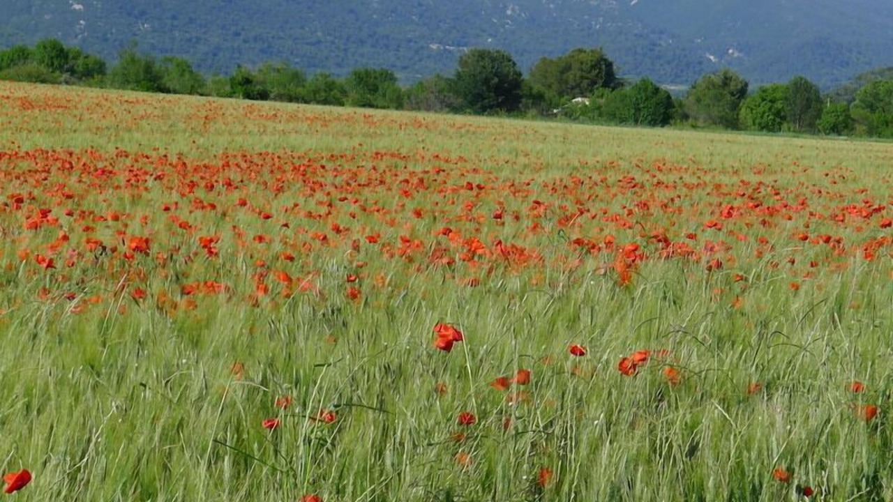 Photo of Outdoor in Puyvert