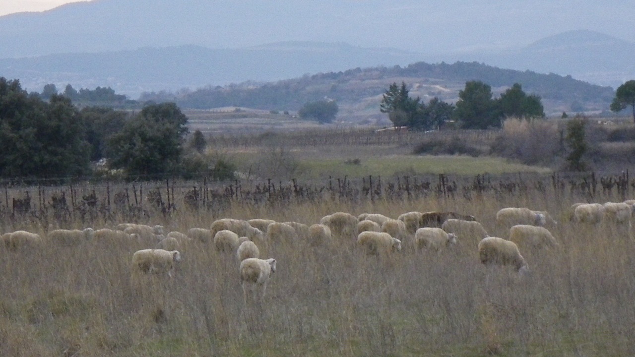 Photo of Others in Vendemian