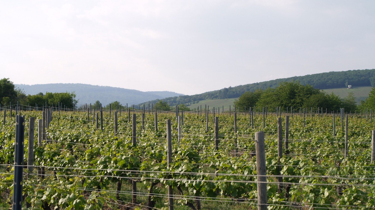 Photo of Outdoor in Walluf