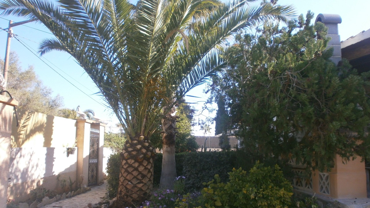 Photo of Outdoor in Manacor