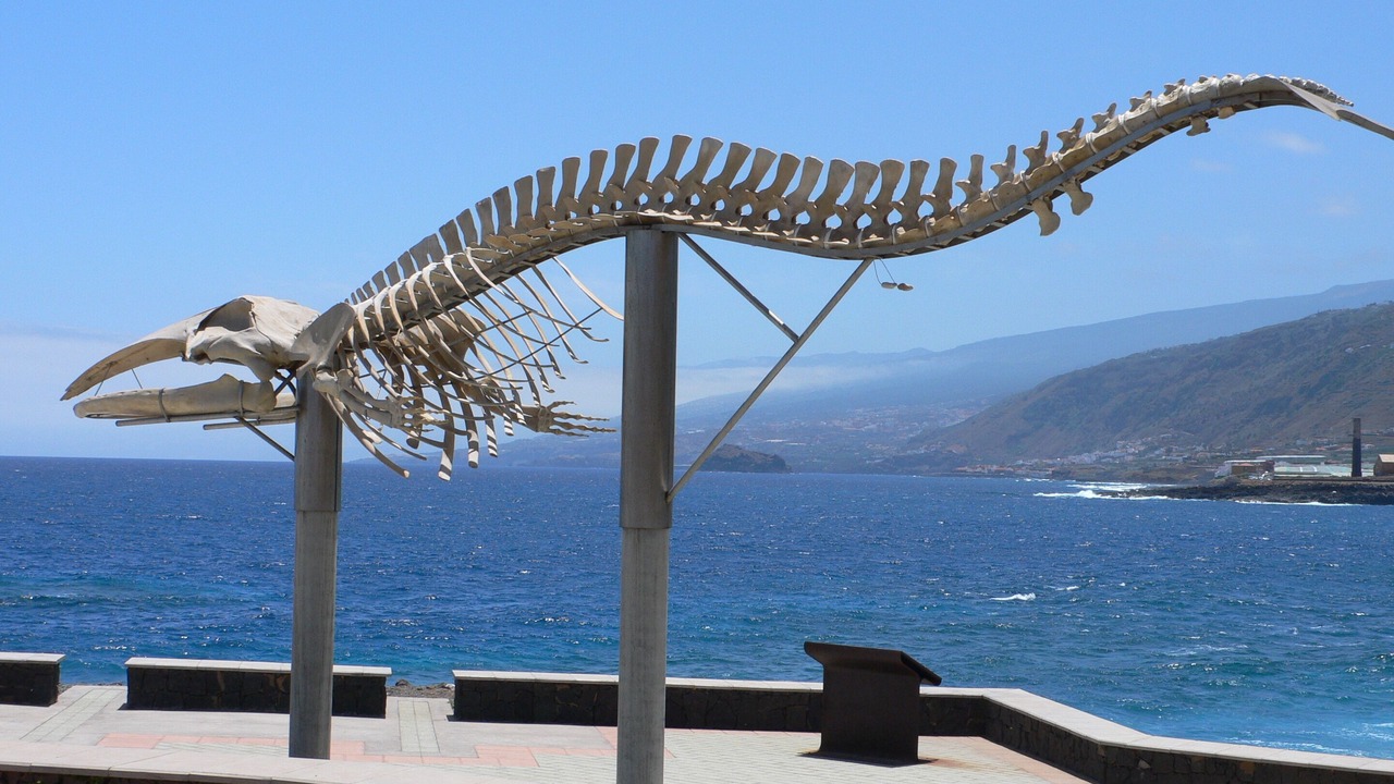 Photo of Others in Garachico