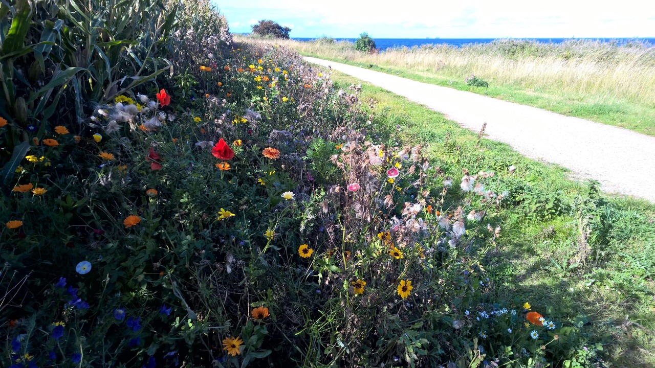 Photo of Outdoor in Fehmarn