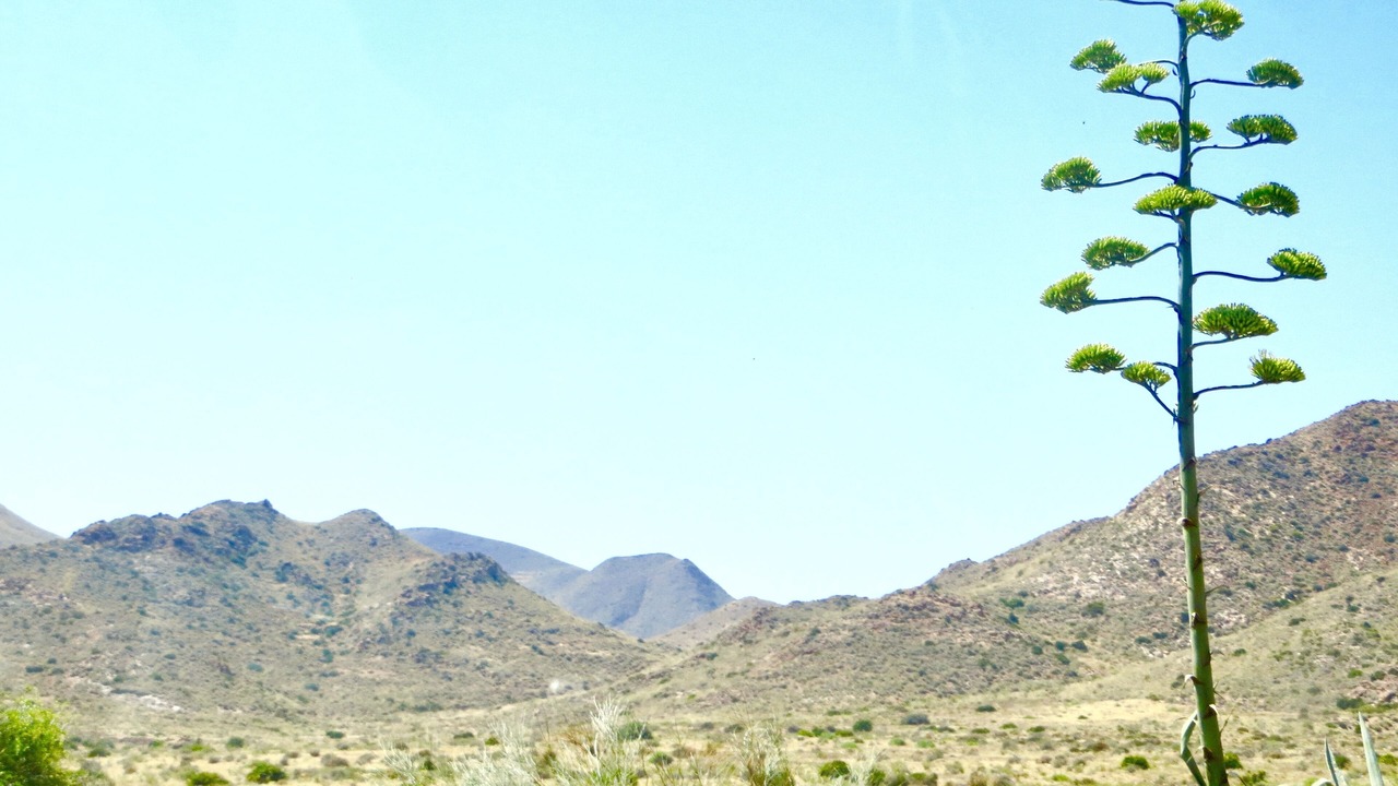 Photo of Others in Los Albaricoques