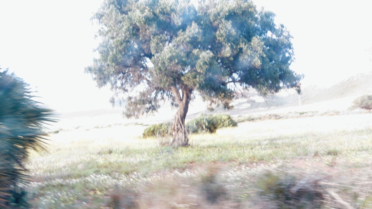 Photo of Outdoor in Los Albaricoques