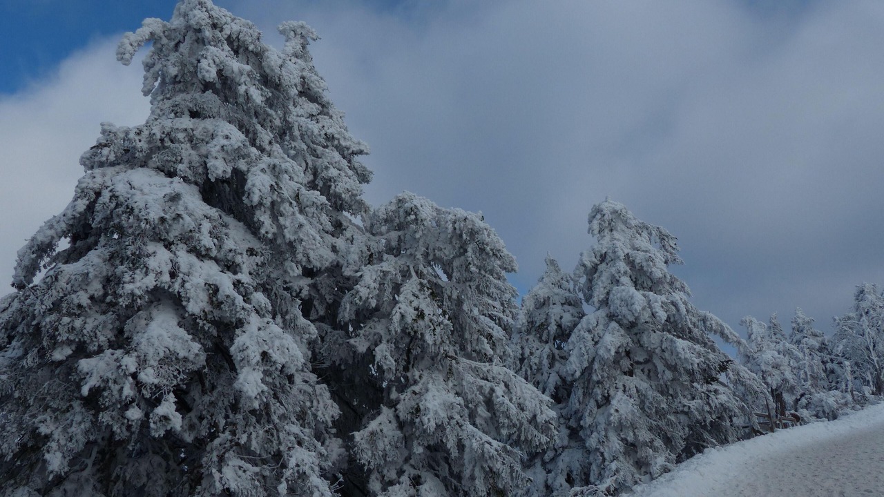 Photo of Others in Braunlage