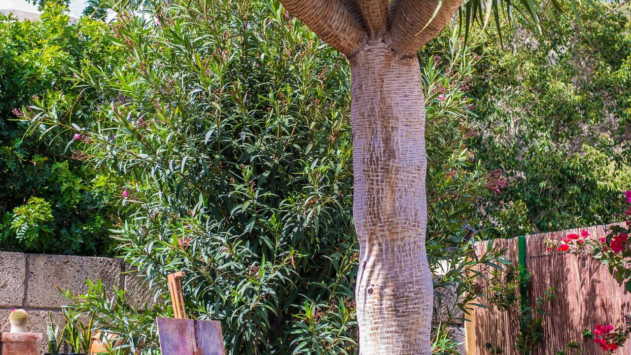 Photo of Outdoor in Guia de Isora