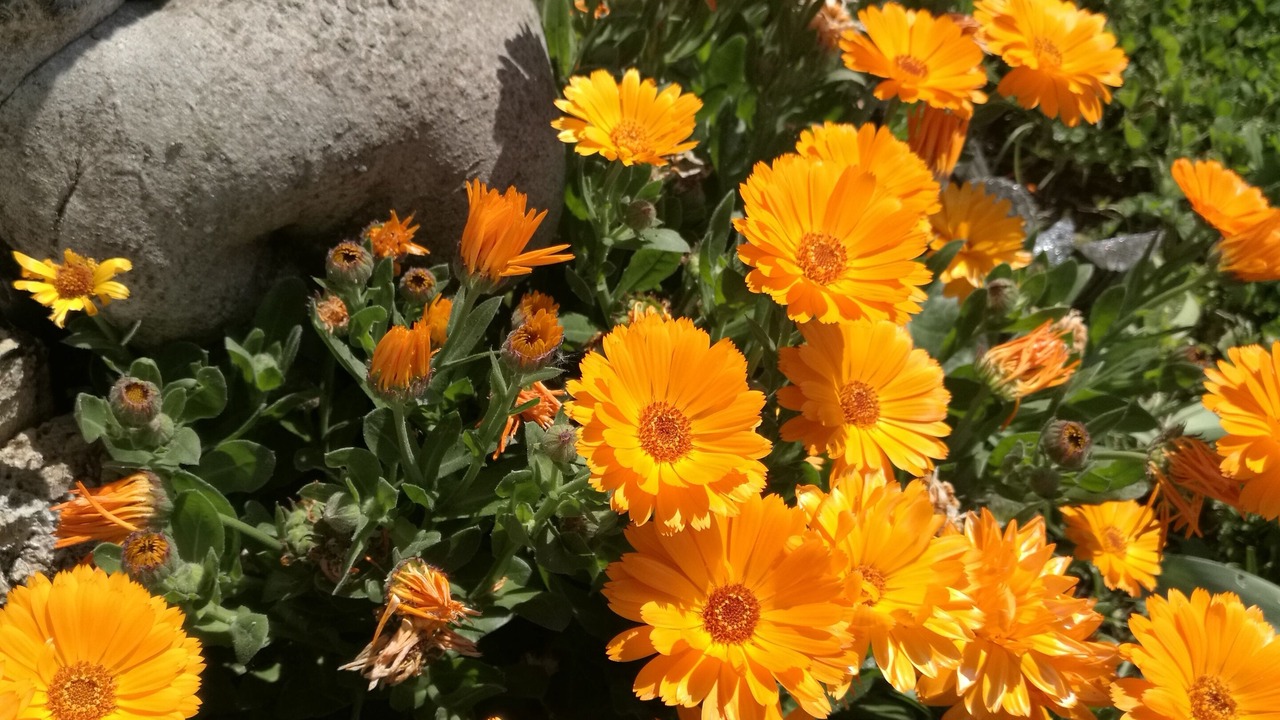Photo of Outdoor in Pedrena
