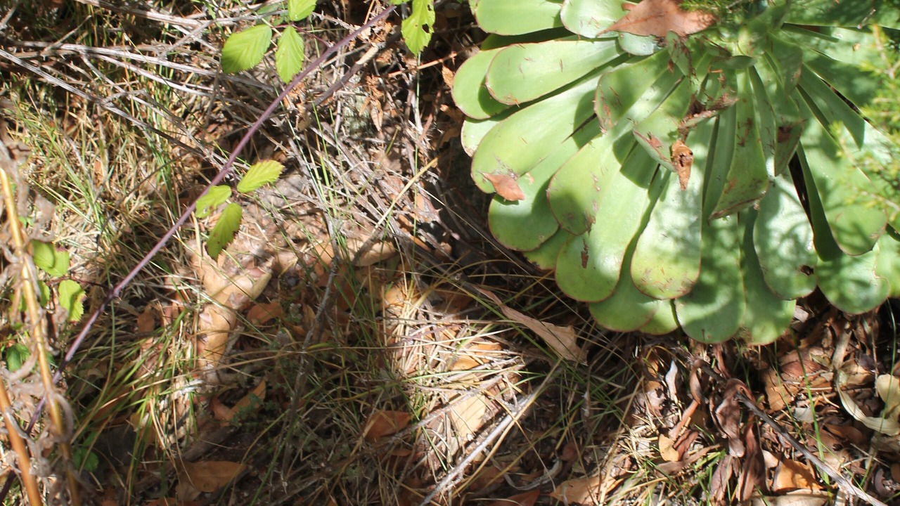 Photo of Outdoor in Las Caletillas