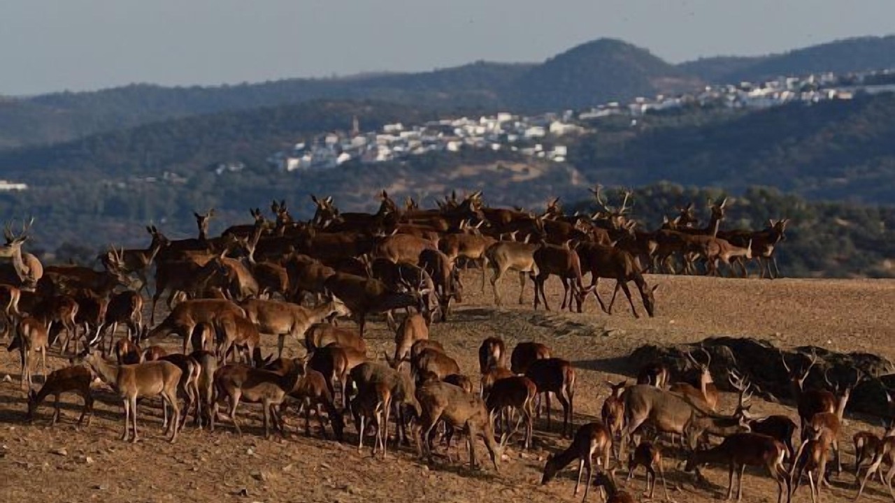 Photo of Others in Zufre
