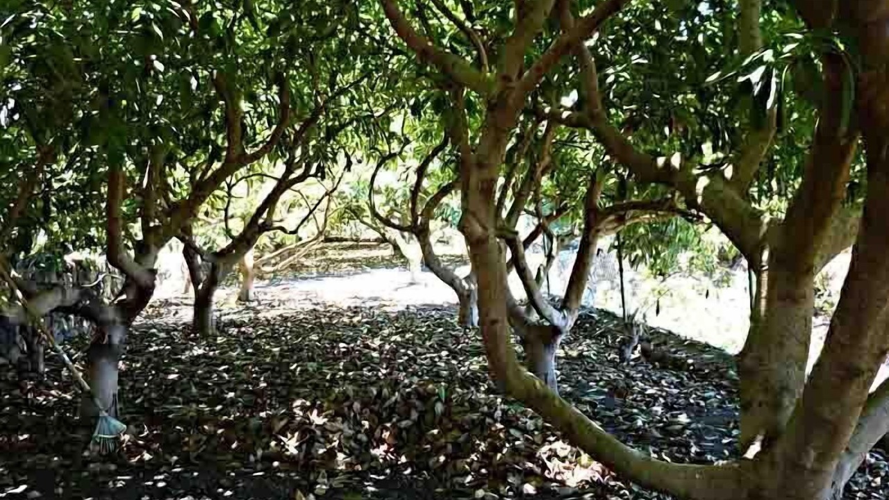 Photo of Outdoor in Las Cuevas