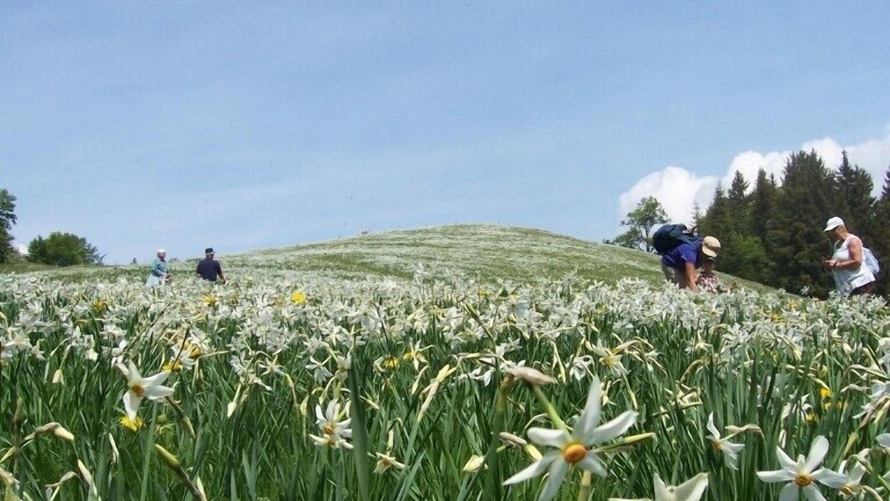 Photo of Others in Thollon-les-Memises