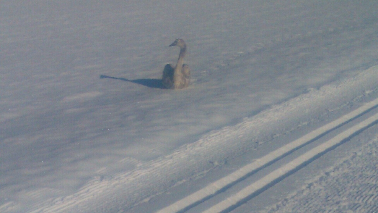 Photo of Others in Bois-d'Amont