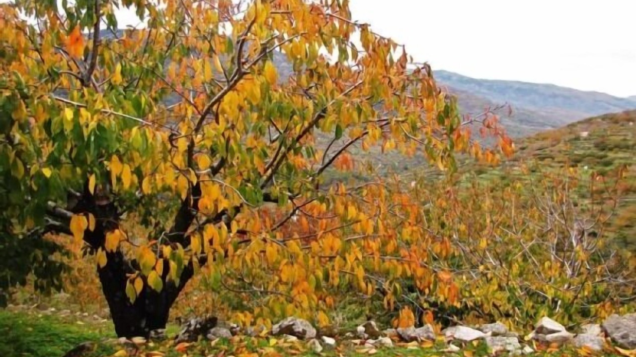 Photo of Outdoor in Navaconcejo