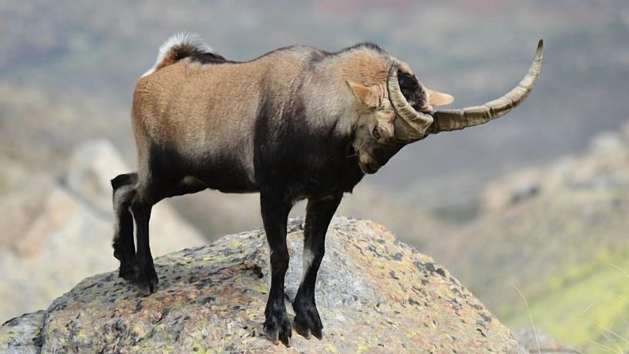 Photo of Others in Navarredonda de Gredos