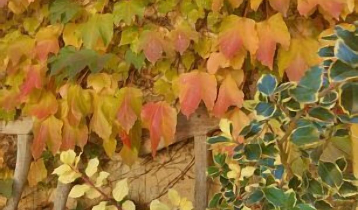 Photo of Outdoor in Fuentemilanos