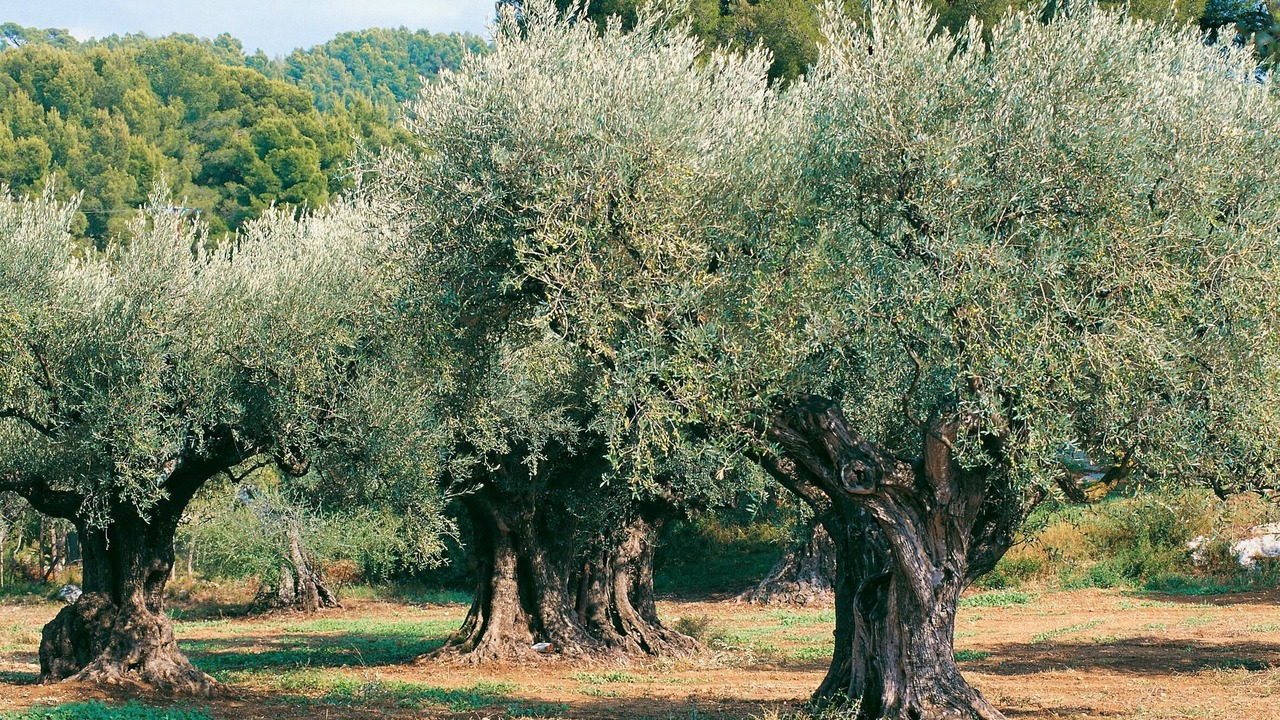 Photo of Outdoor in Maussane