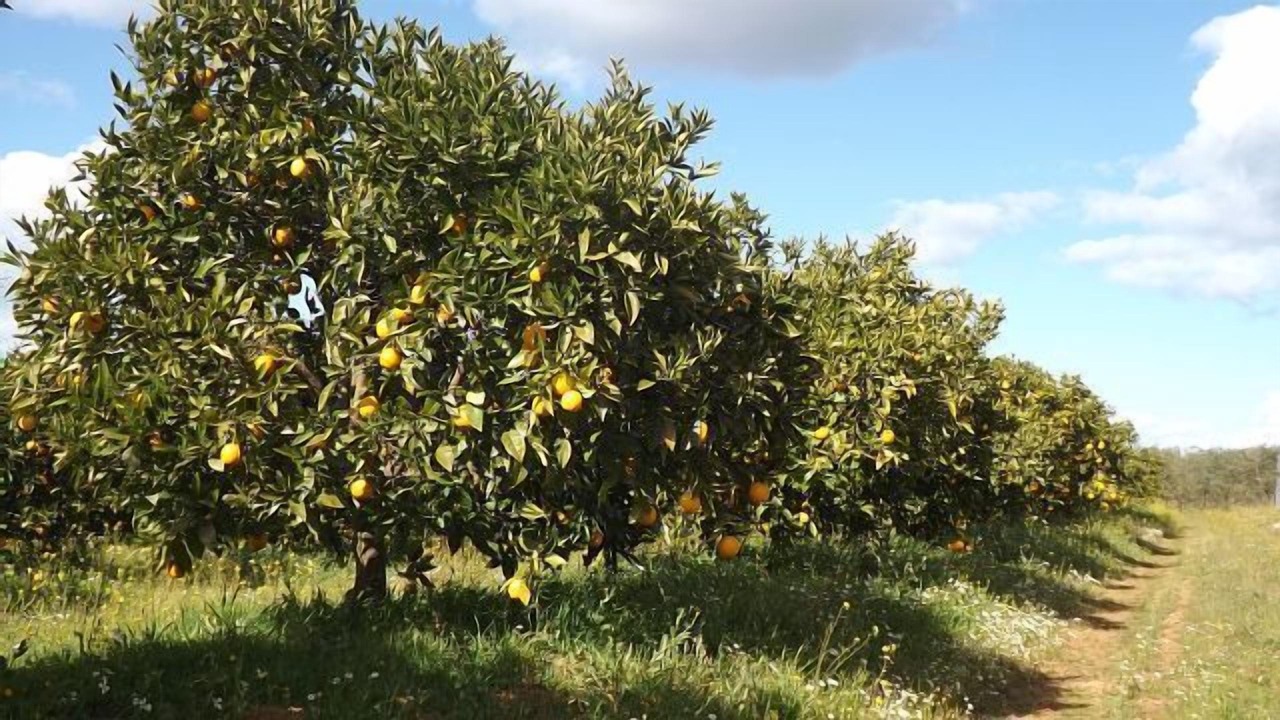Photo of Outdoor in Cordobilla de Lacara