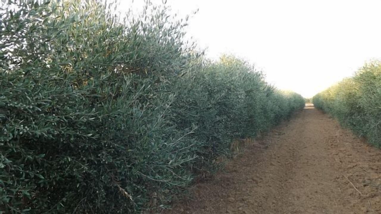 Photo of Outdoor in Cordobilla de Lacara