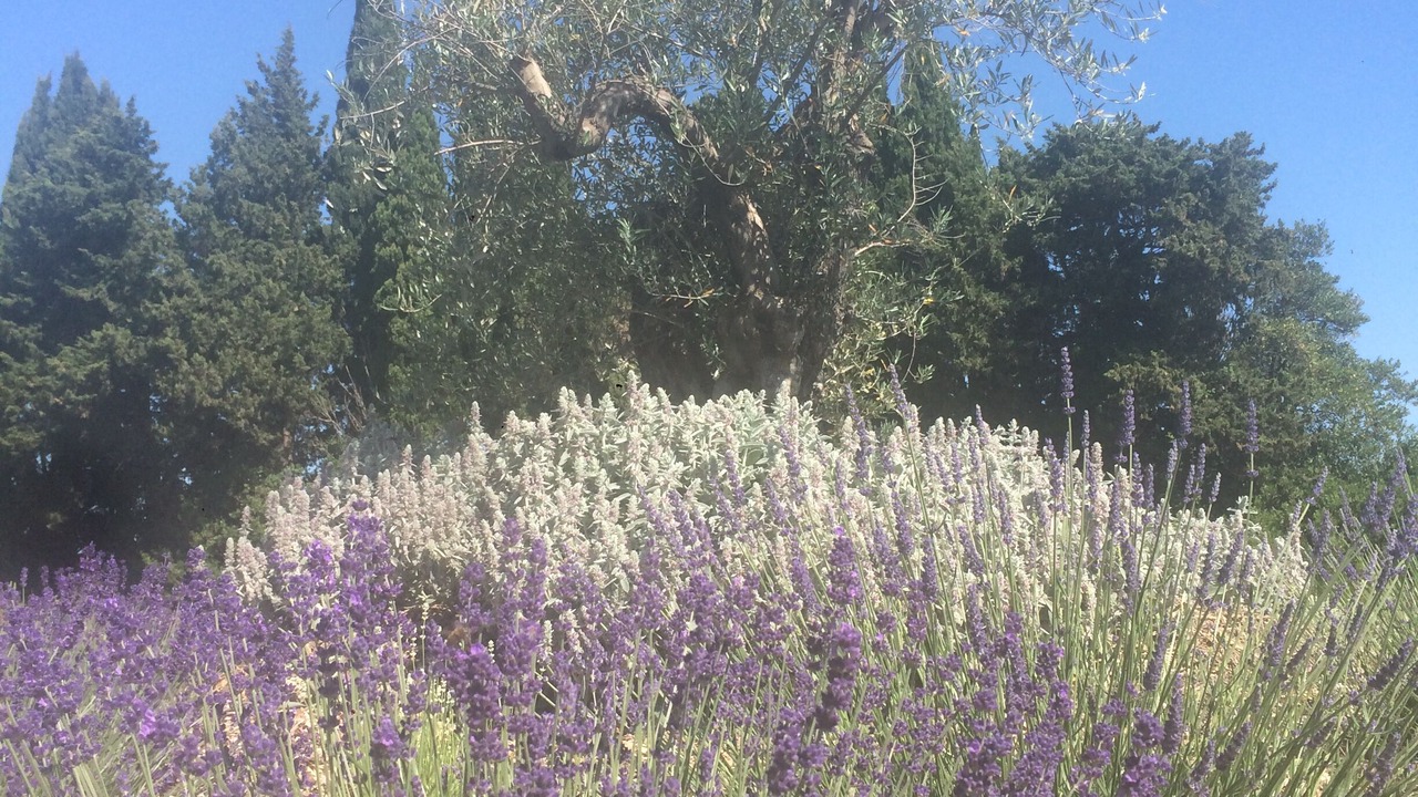 Photo of Outdoor in Marguerittes