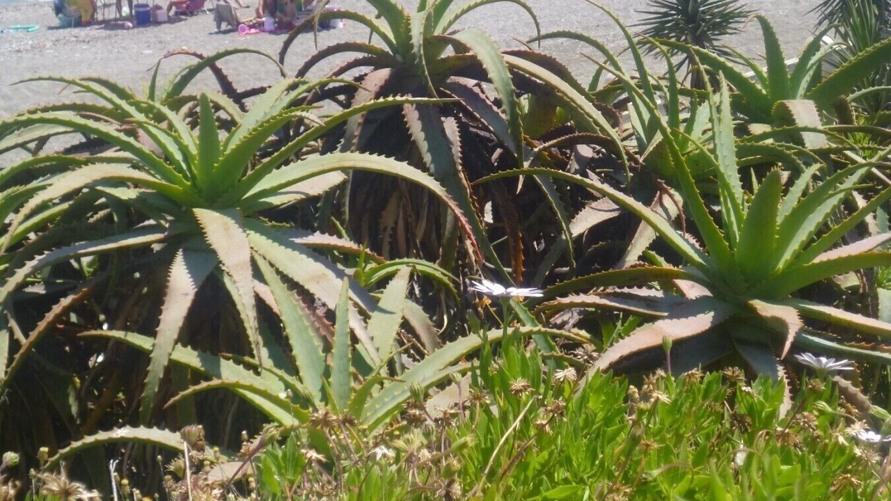 Photo of Others in San Luis de Sabinillas