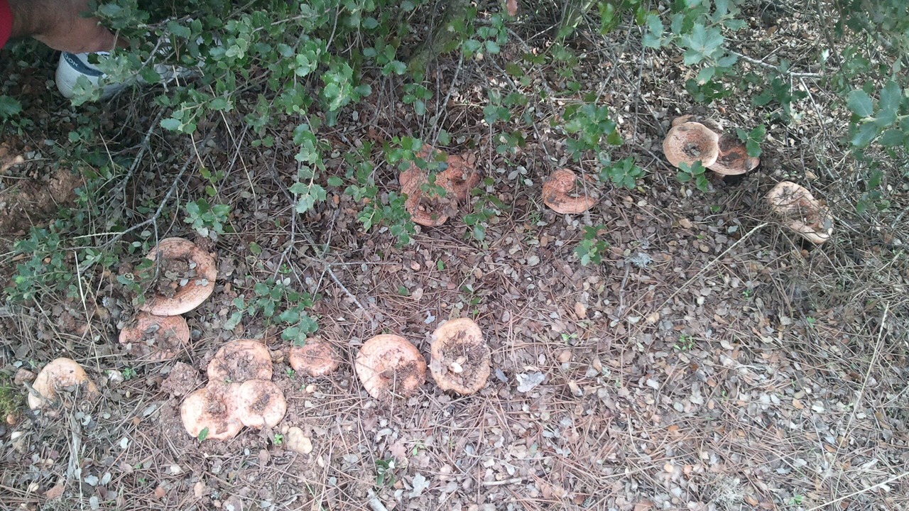 Photo of Outdoor in Zarza de Granadilla