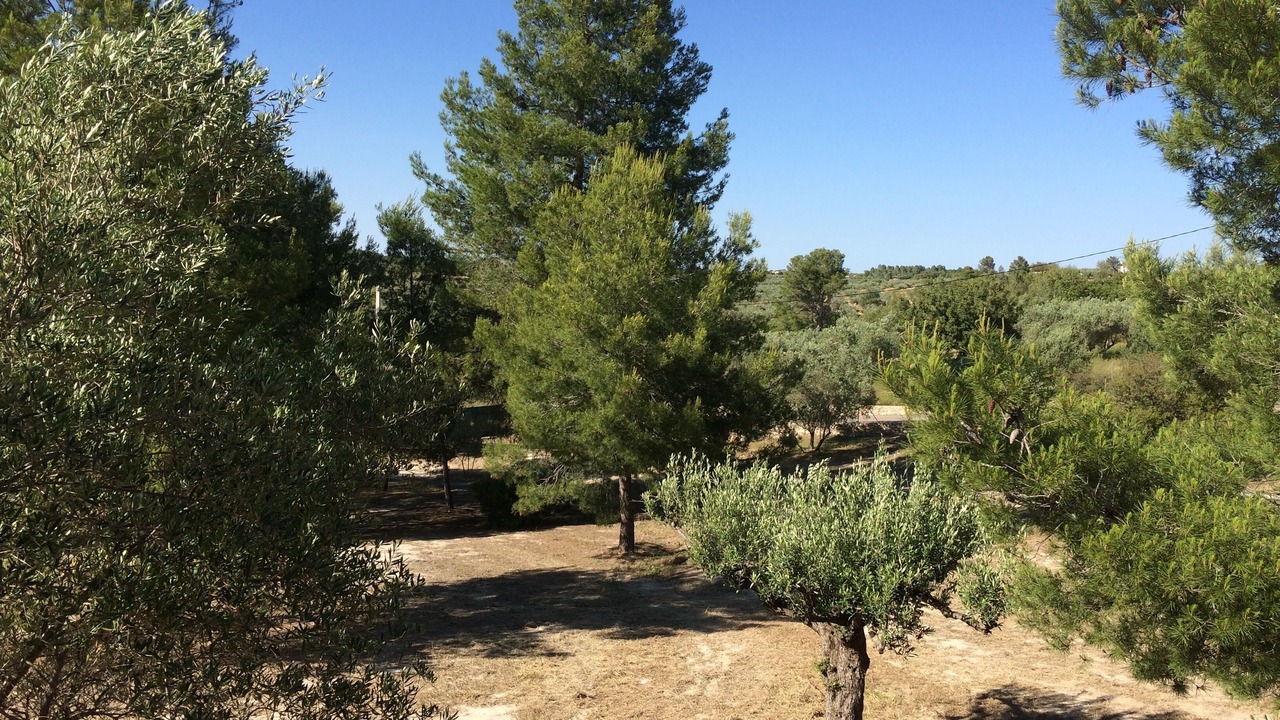 Photo of Outdoor in Enguera
