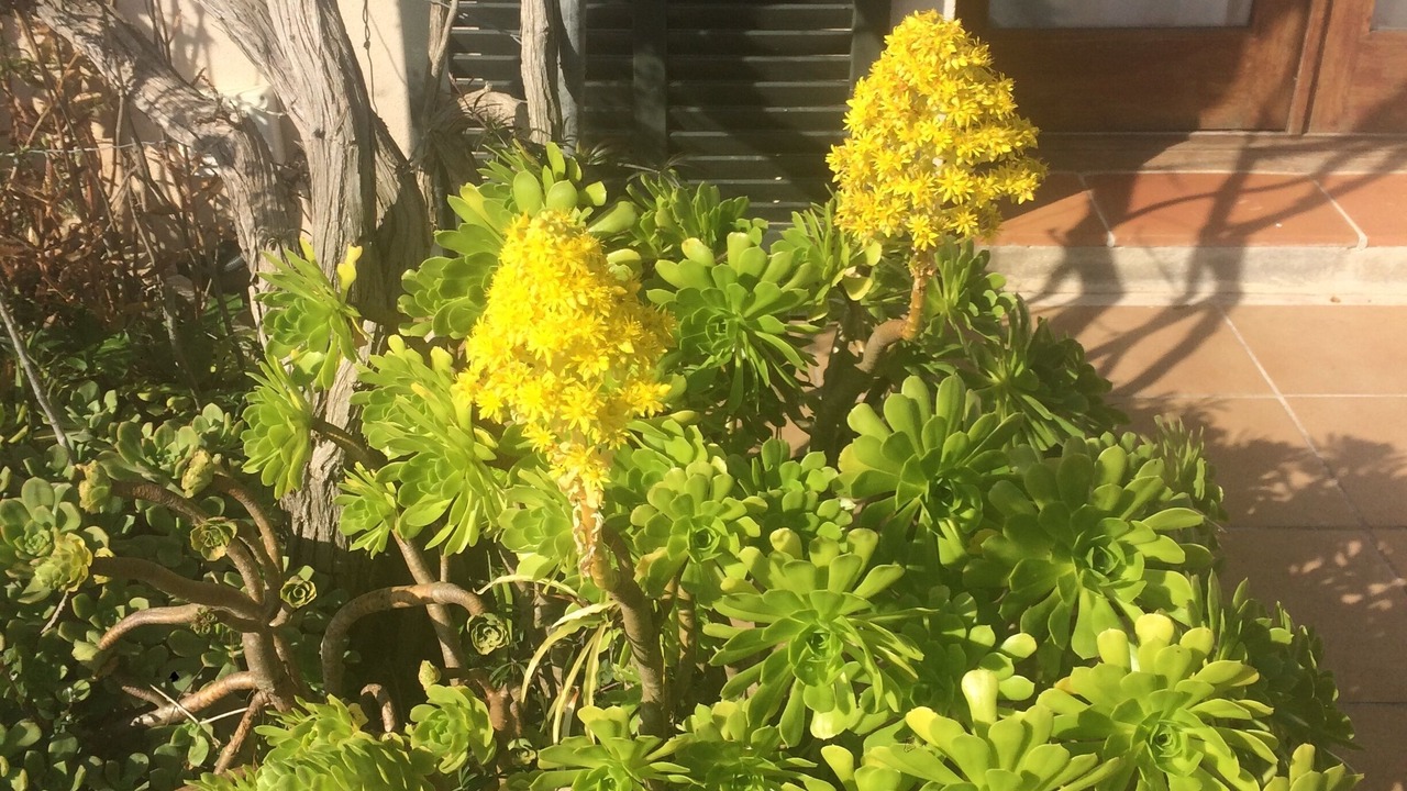 Photo of Outdoor in Montuiri