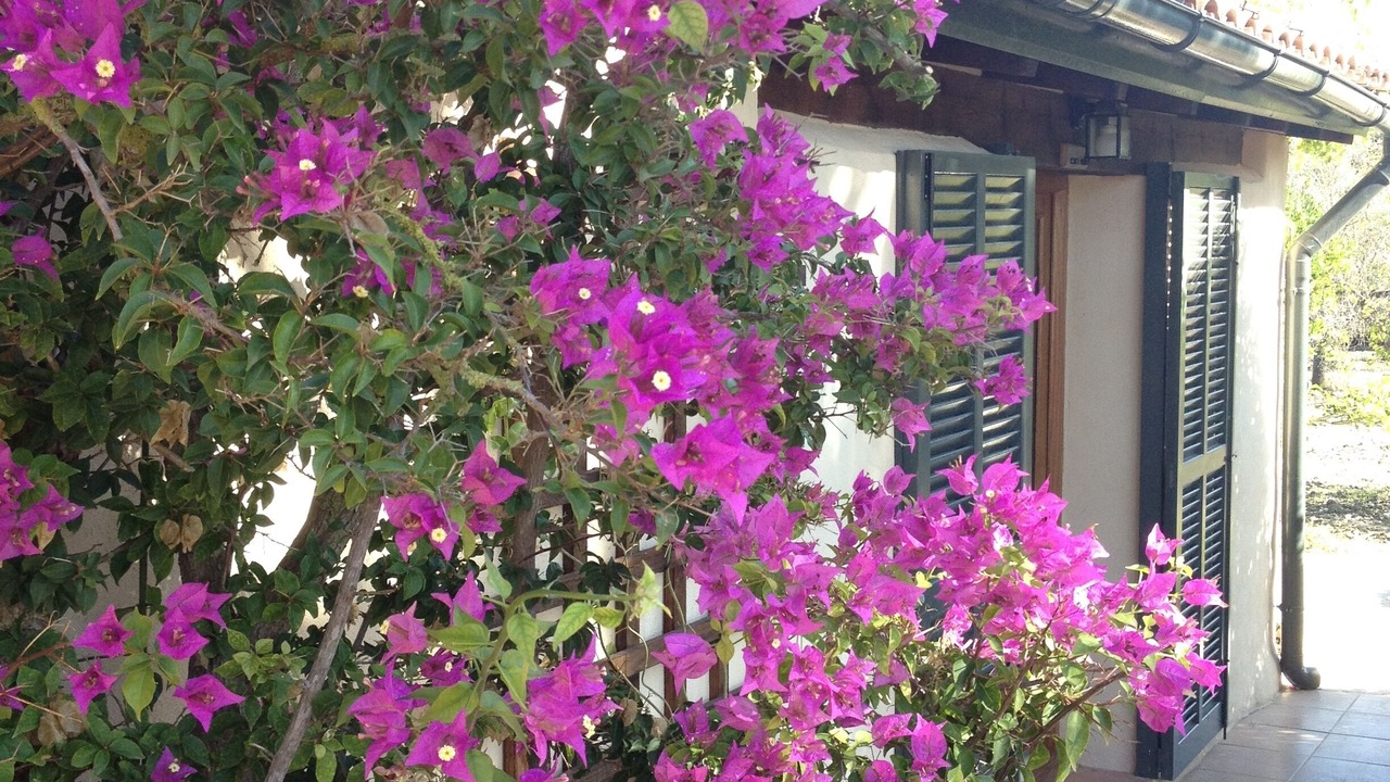 Photo of Outdoor in Montuiri