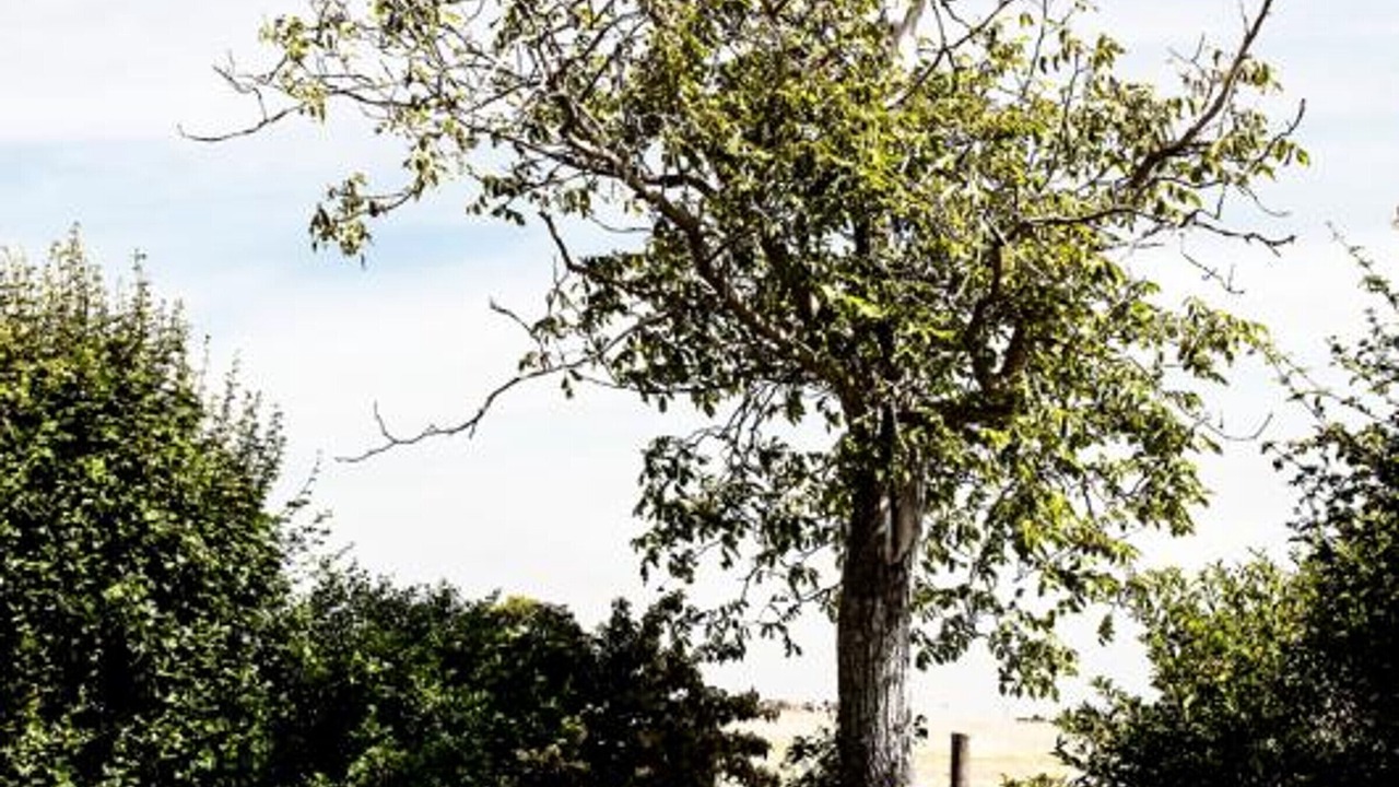 Photo of Others in Saint-Andre-dʼApchon