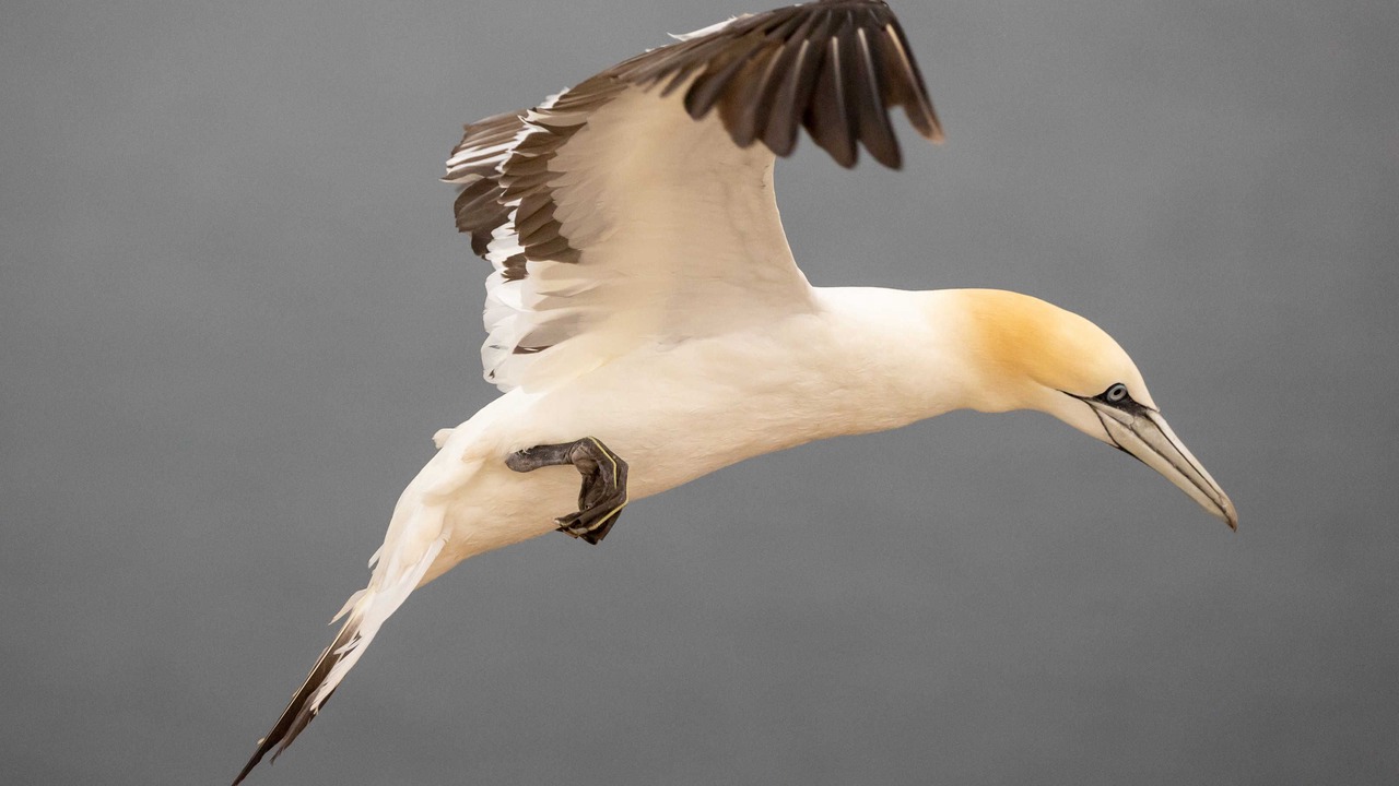Photo of Others in Helgoland