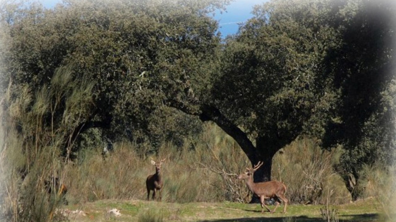 Photo of Outdoor in Oropesa