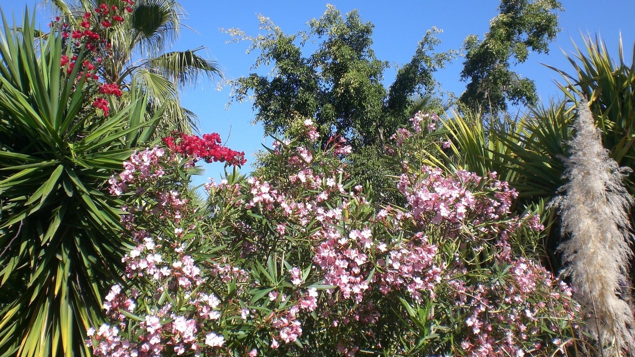 Photo of Outdoor in Guia de Isora