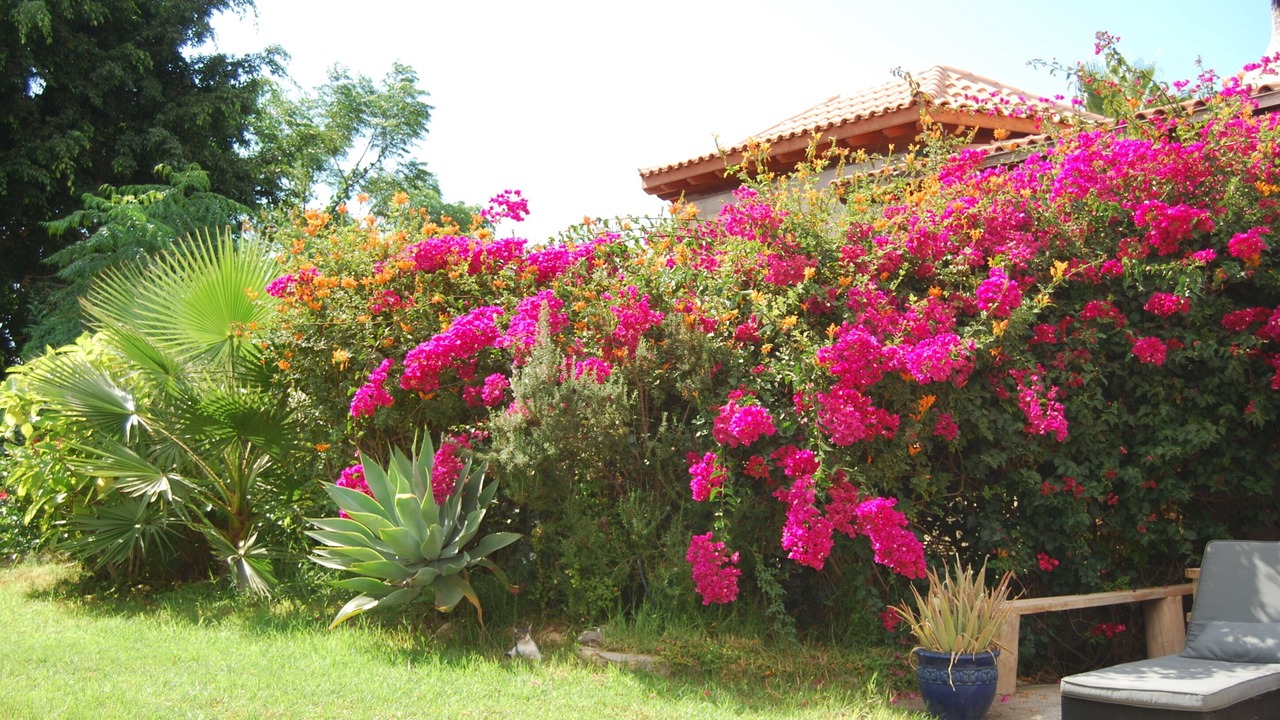 Photo of Outdoor in Guia de Isora