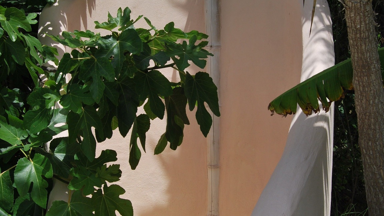Photo of Outdoor in Guia de Isora