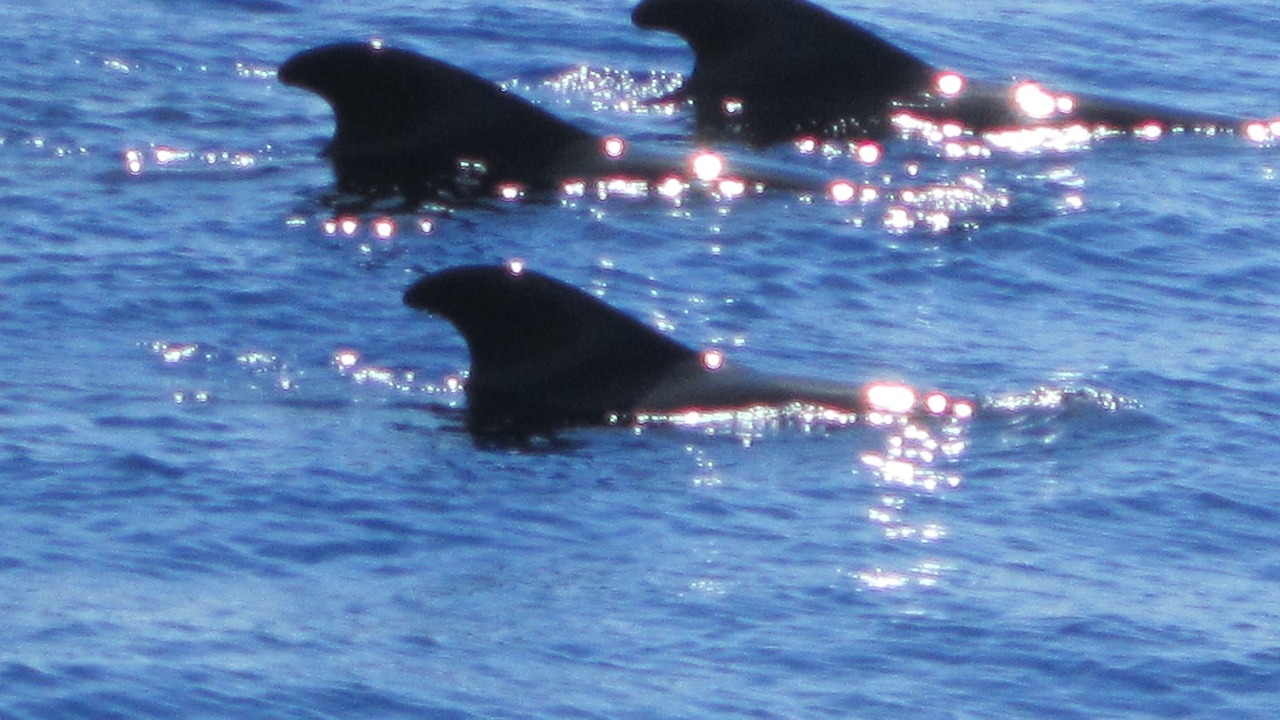 Photo of Others in Los Cristianos