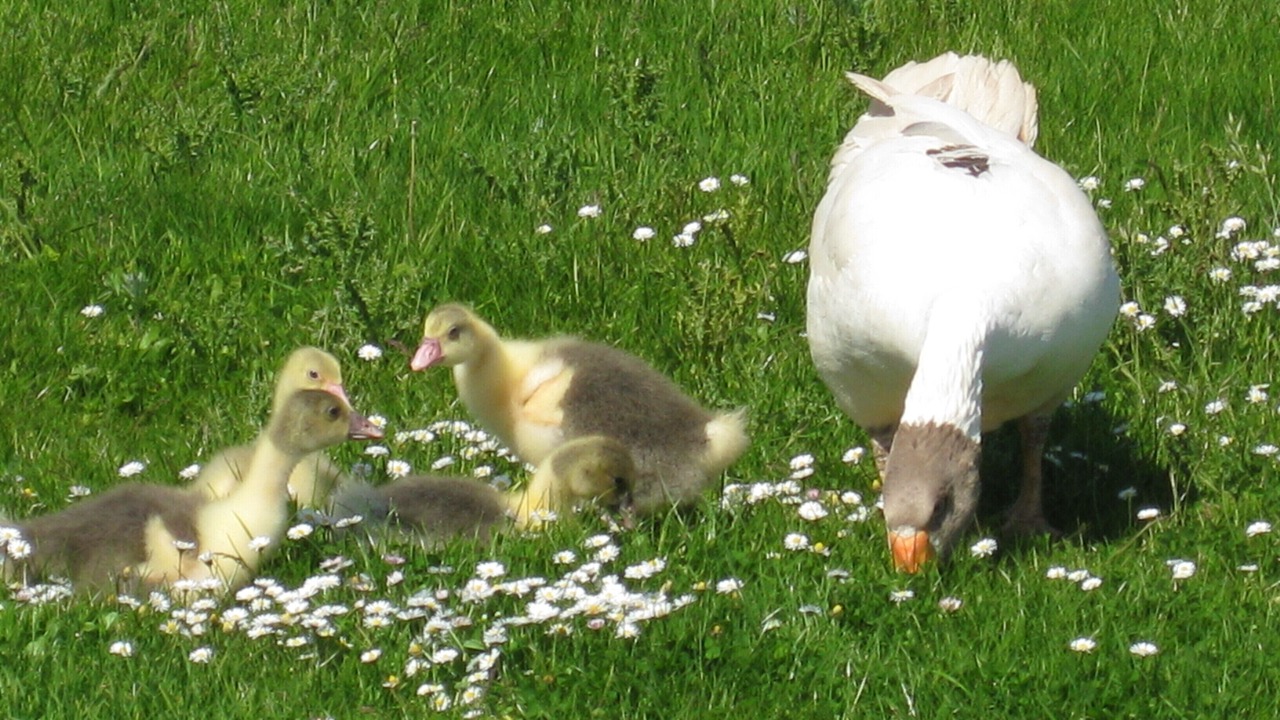 Photo of Outdoor in Schwabstedt