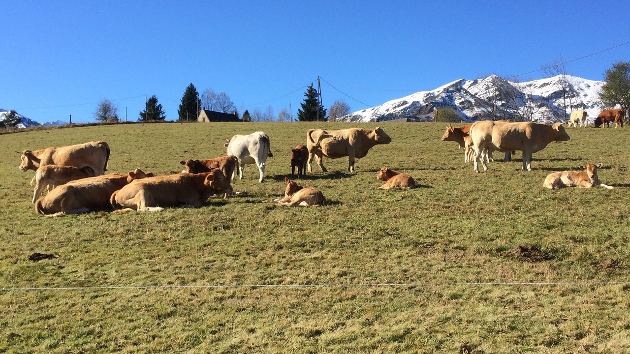 Photo of Outdoor in Campan