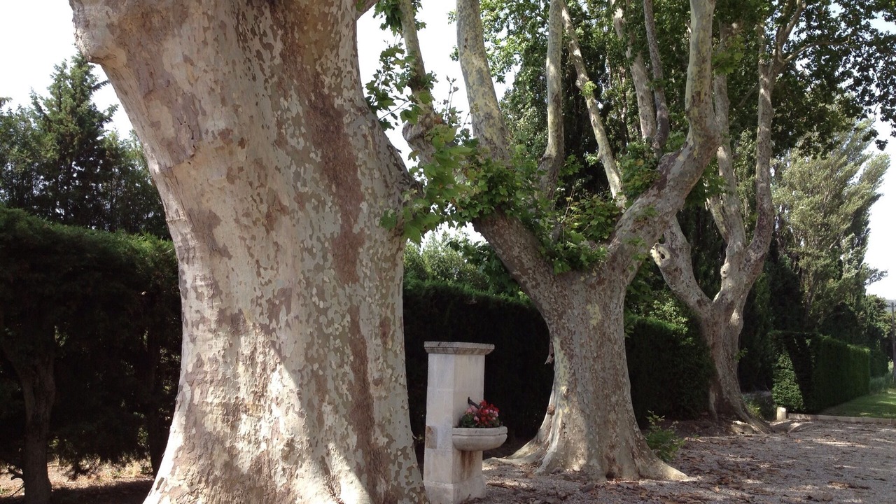 Photo of Outdoor in Senas