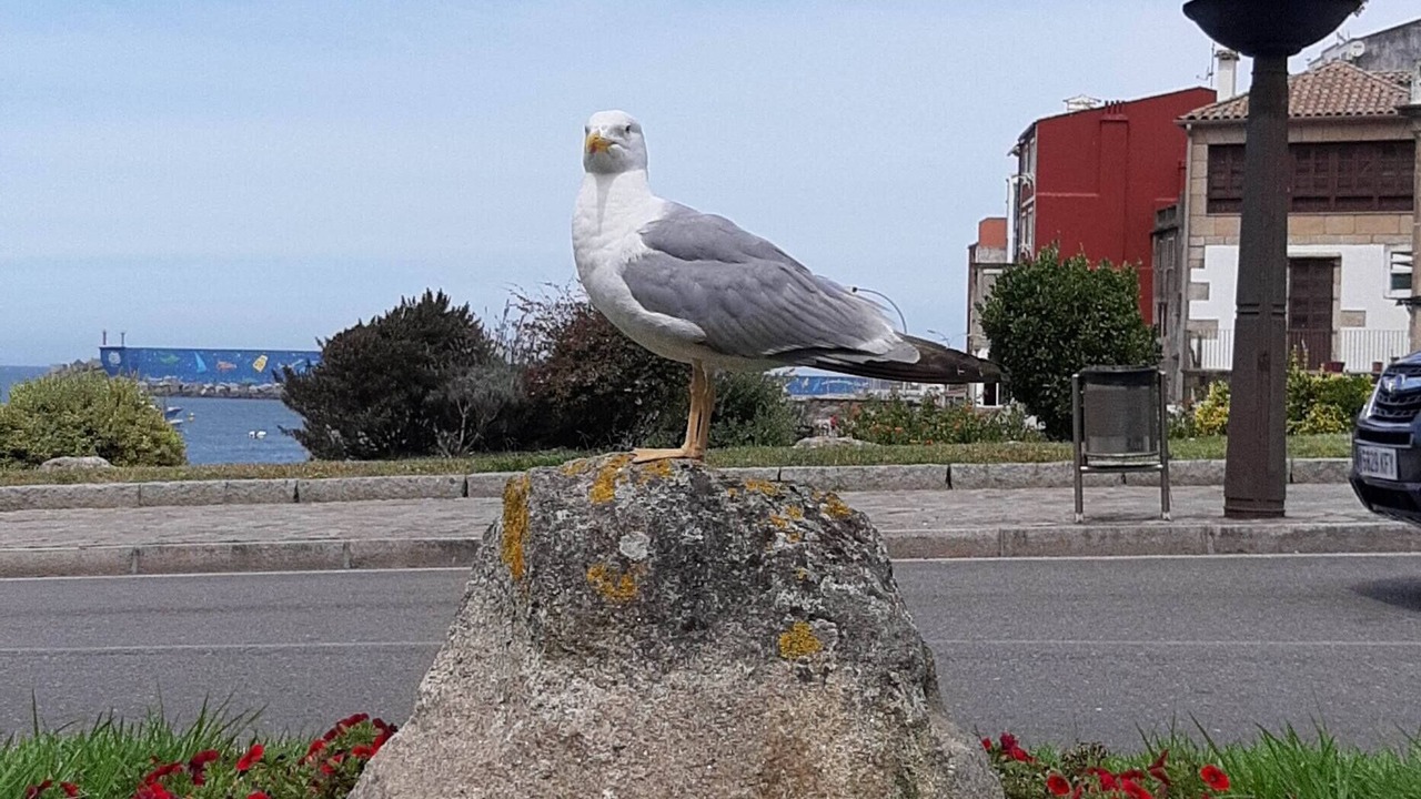 Photo of Others in A Guarda