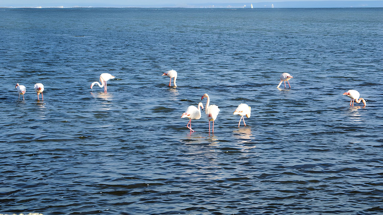 Photo of Others in Port-Saint-Louis-du-Rhone