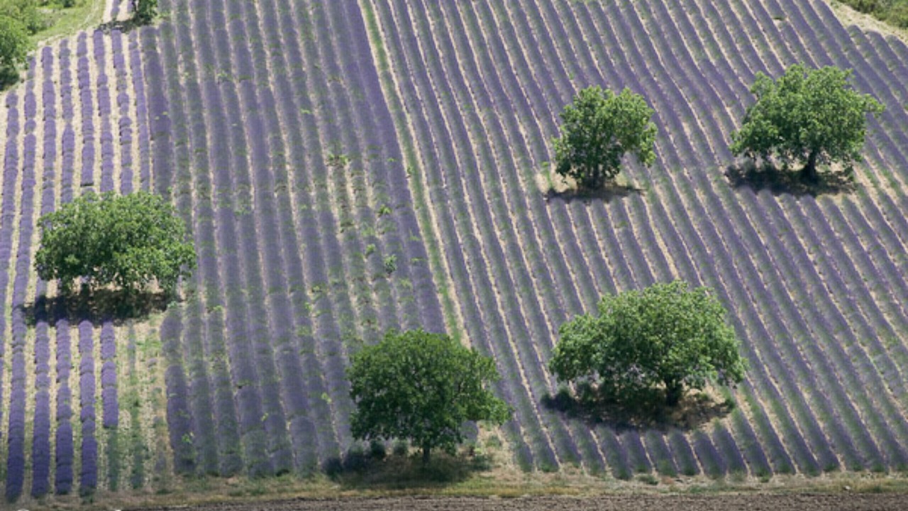 Photo of Others in Suze-la-Rousse