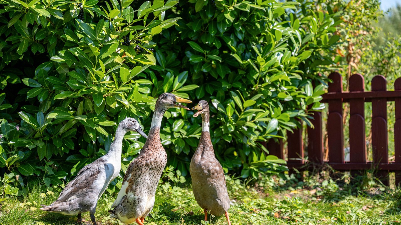 Photo of Others in Tiebensee