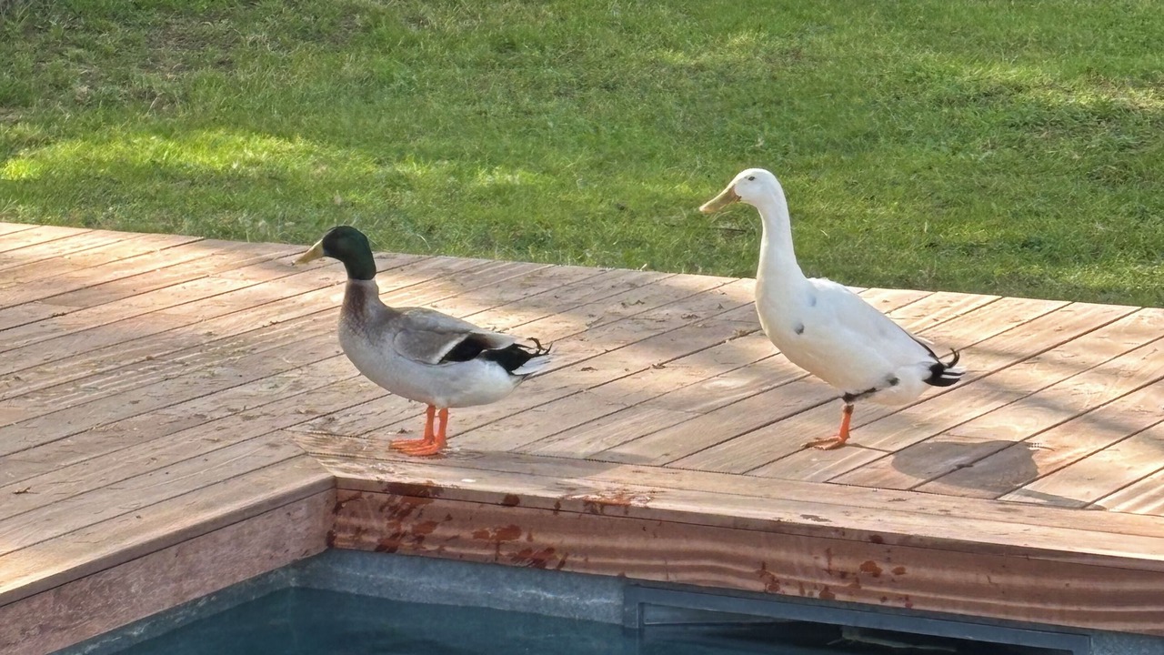 Photo of Outdoor in Garons