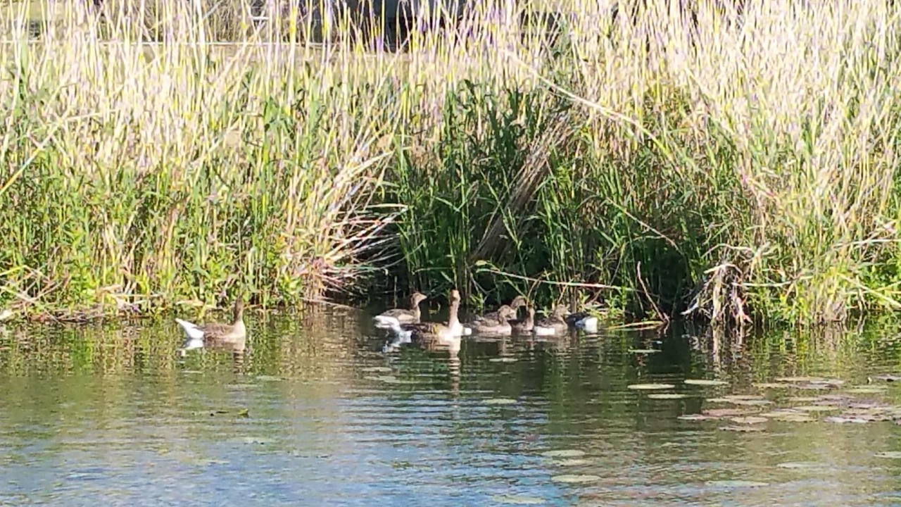 Photo of Others in Havelsee