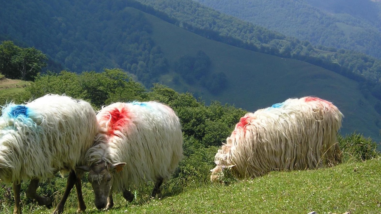Photo of Others in Uztarroz