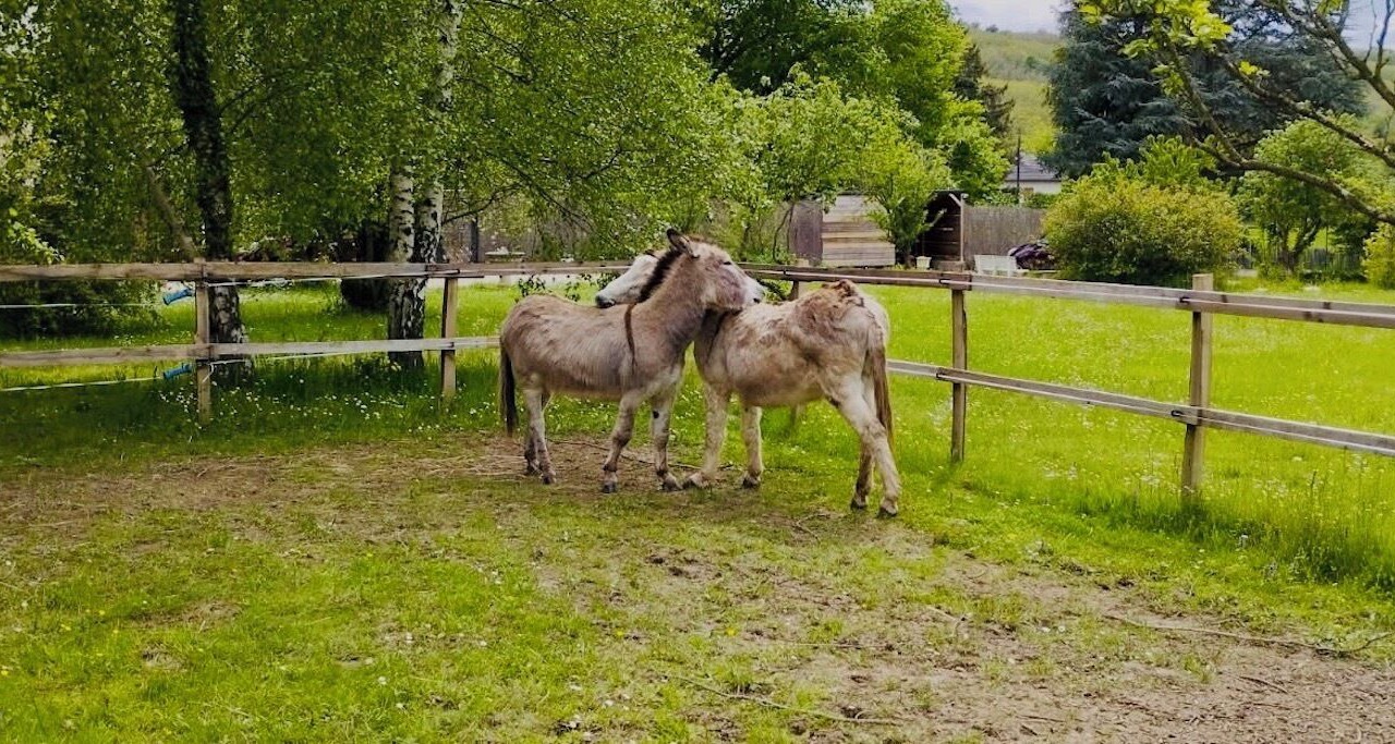 Photo of Others in Marcollin