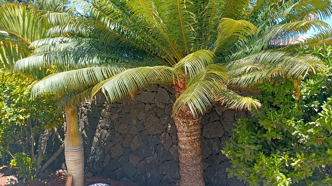 Photo of Outdoor in Los Pocillos