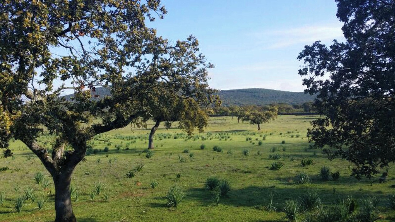 Photo of Others in Mirandilla